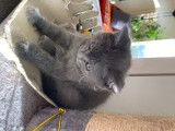 Chaton mâle U2