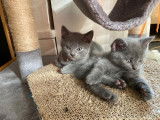 Chatons Chartreux à réserver