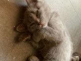 Chatons Chartreux à réserver