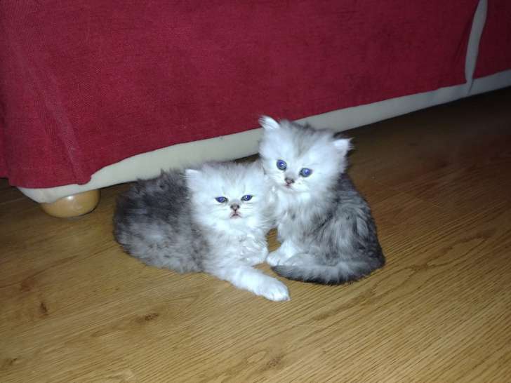 Chatons Persan LOOF à vendre