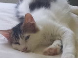 Ullino, chaton (réservé)