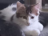 Ullino, chaton (réservé)