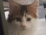 Ullino, chaton (réservé)