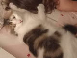 Ullino, chaton (réservé)