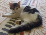 Ullino, chaton (réservé)