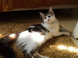 Ullino, chaton (réservé)
