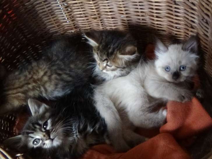 Ravissants chatons Sibériens LOOF à vendre