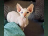 Chaton Devon Rex LOOF à vendre