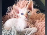 Chaton Devon Rex LOOF à vendre