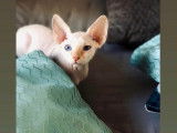Chaton Devon Rex LOOF à vendre