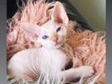 Chaton Devon Rex LOOF à vendre