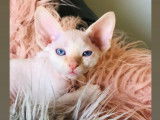 Chaton Devon Rex LOOF à vendre