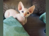 Chaton Devon Rex LOOF à vendre