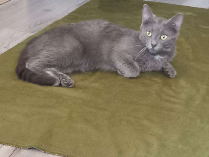 Chat femelle de race Bleu Russe non LOOF à vendre