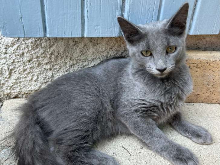 Adorables chatons Nebelung à vendre