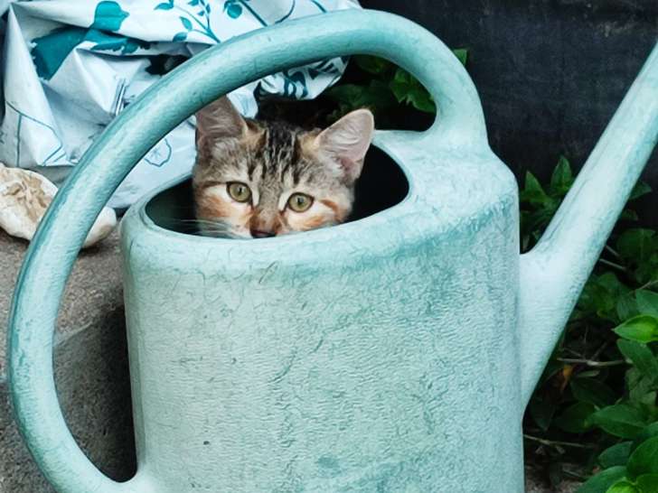 3 chatons à donner