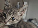 Niki, (réservée)