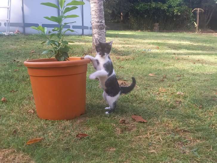 Chatons femelle & mâle à donner