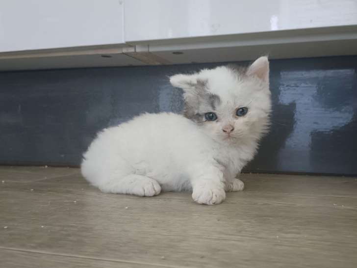Chatons de type Lambkin à vendre (4 femelles)