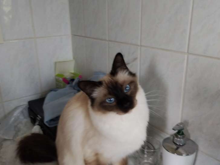 Chat adulte de race Sacré de Birmanie à vendre