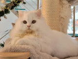 Chaton de race British Longhair mâle à vendre