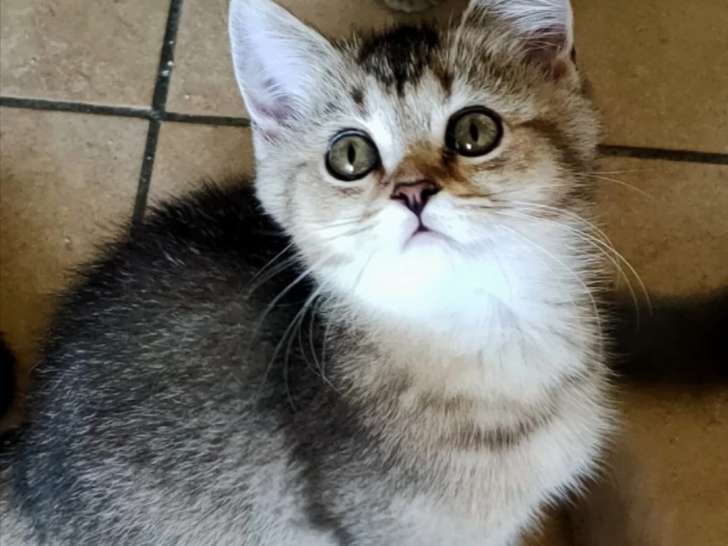 Uma