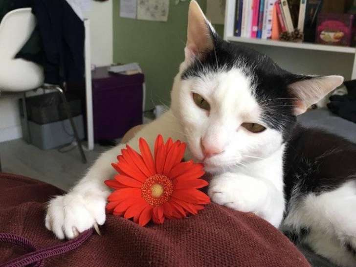 Pepito, chat à adopter