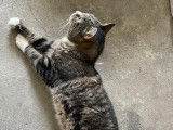Pompom, chat à adopter
