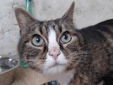 Pompom, chat à adopter