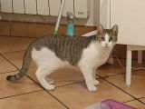 Sacha, chat à adopter