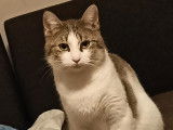 Sacha, chat à adopter