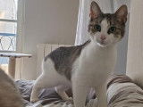 Sacha, chat à adopter