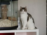 Sacha, chat à adopter