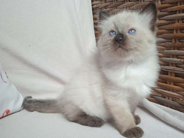 Chaton Ragdoll mâle à vendre