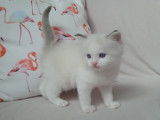 Chaton mâle Ragdoll à vendre