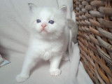 Chaton mâle Ragdoll à vendre