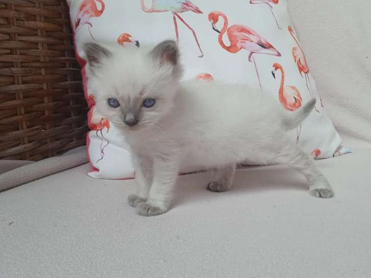 Chaton Ragdoll mâle à vendre