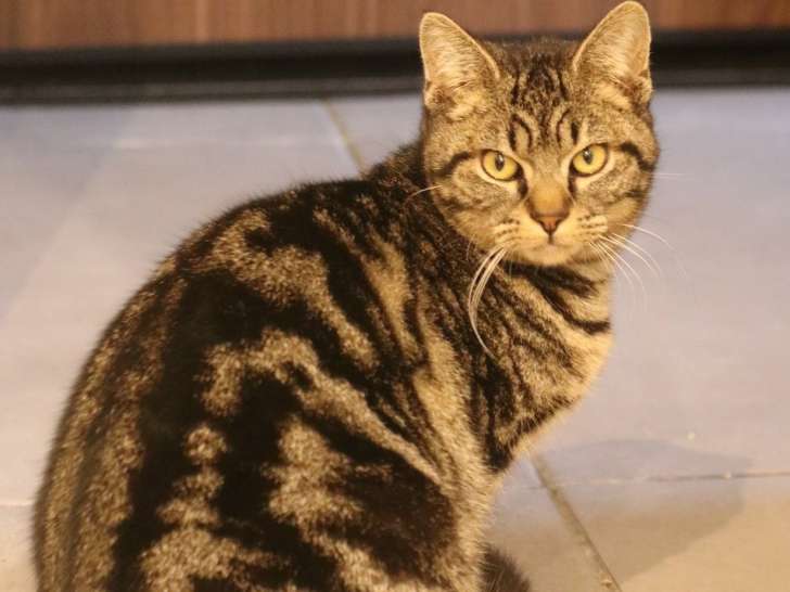 Bianca, chatte adulte à adopter