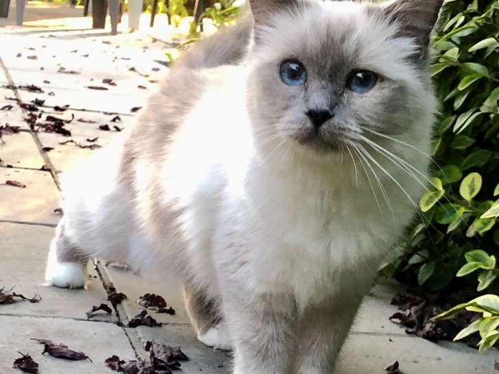 Femelle Sacré de Birmanie stérilisée de 3 ans à vendre