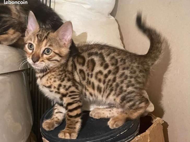 Très jolis chatons Bengal à vendre