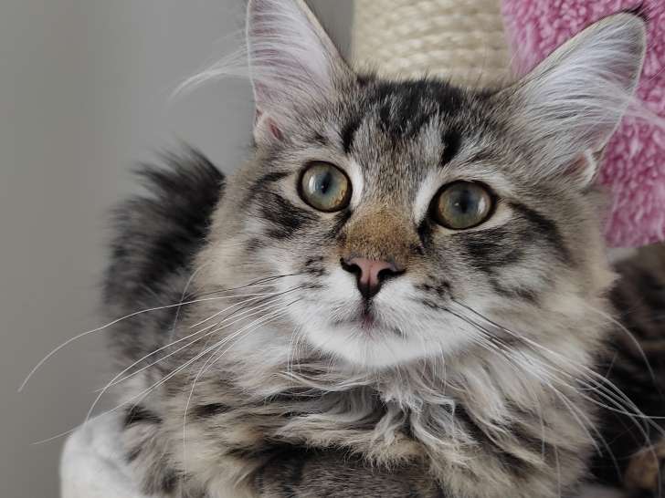 Chaton sibérien