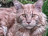 Mâle Maine Coon disponible pour saillie