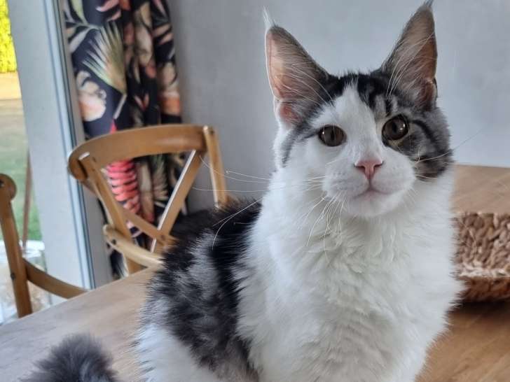 Chaton Maine Coon LOOF à vendre