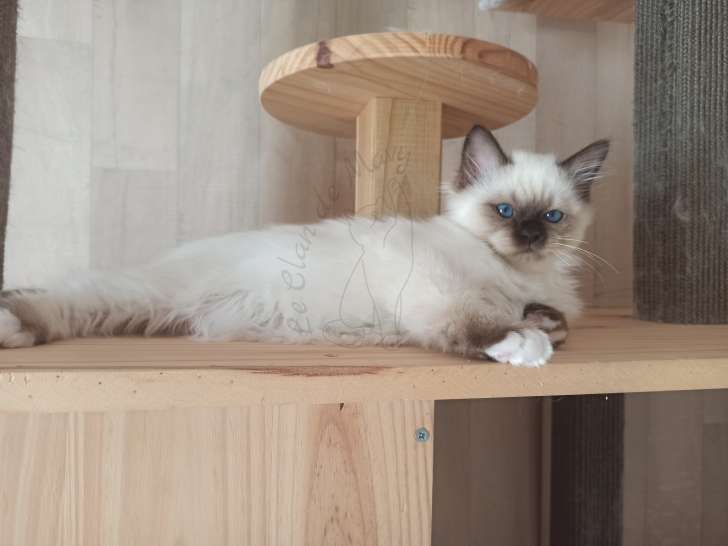Chaton Sacré de Birmanie LOOF à vendre
