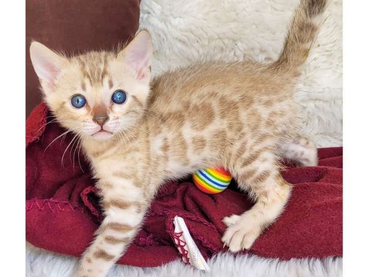 mâle bengal snow mink