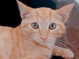 Chaton à donner