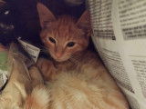 Chaton à donner