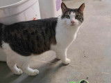 Chat tigré blanc à adopter