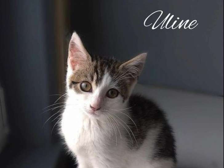 Chaton femelle à donner
