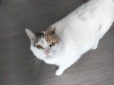 Chatte tricolore à adopter